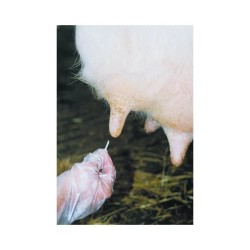 Dilatador de Mamas de Cera 6unid – Cuidado Ganadero | Grupo Señaris