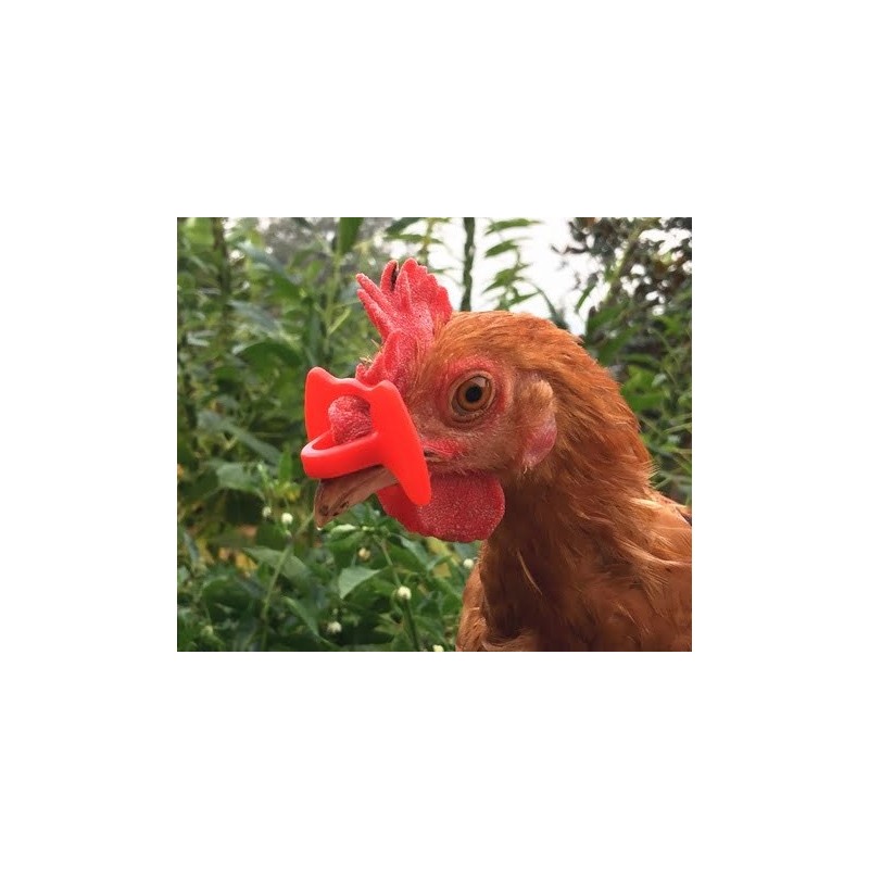 Gafas Anti-Picaje – Protección para Aves | Grupo Señaris